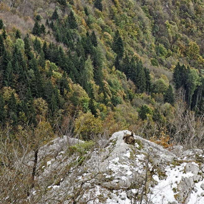 2 jeunes chamois à la sieste