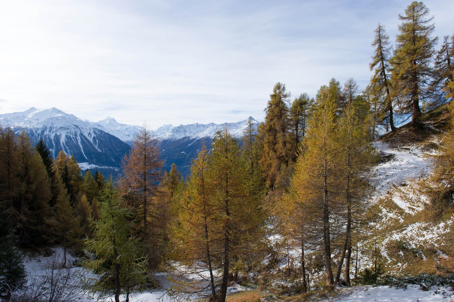 Fäsilalp