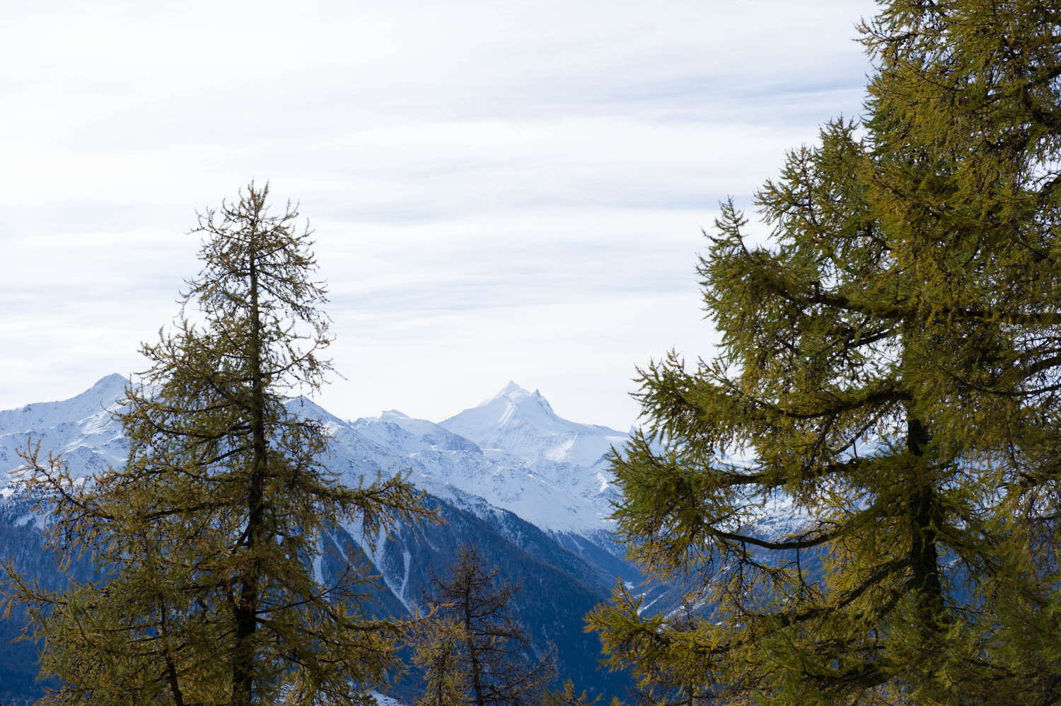 Bishorn, Weisshorn