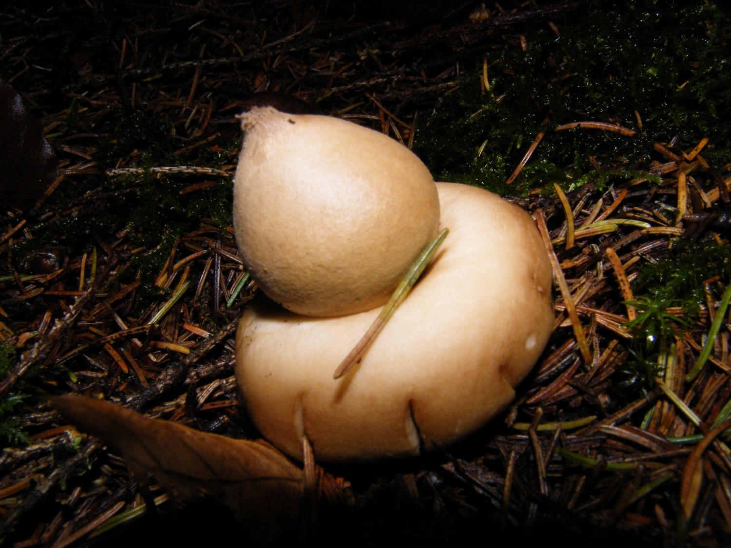 Champignon ?