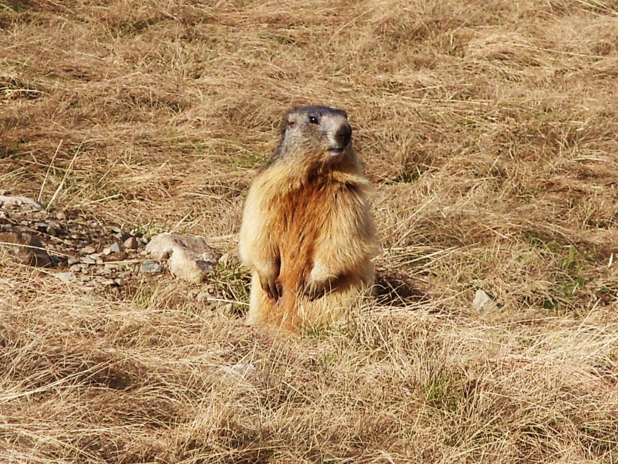Une marmotte au garde-à-vous