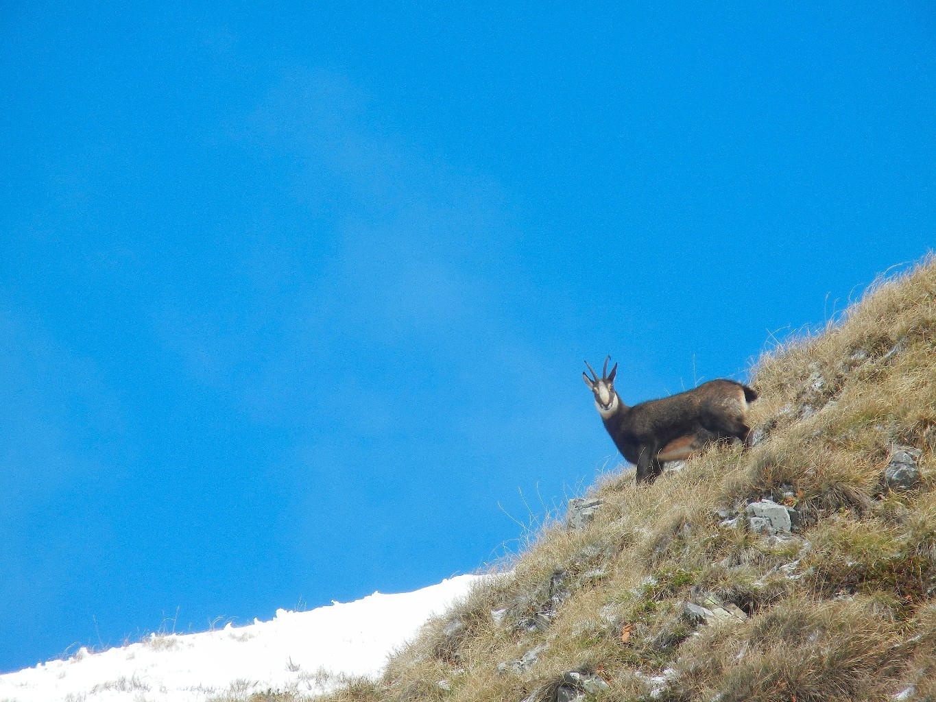 Chamoix