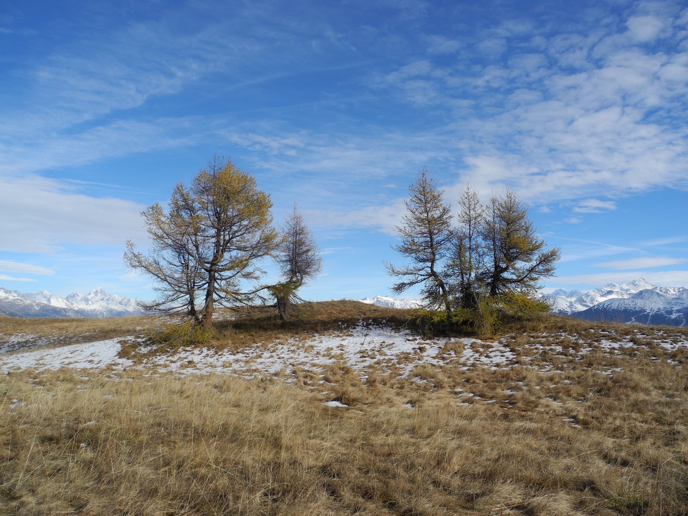 Quelques arbres sur la "plaine", avant le sommet.