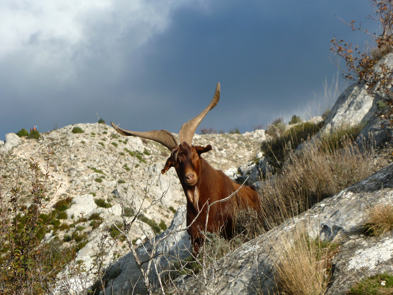 Faune locale 2