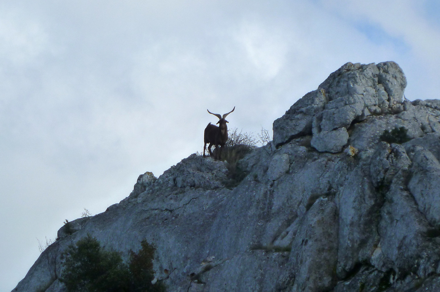 Faune locale
