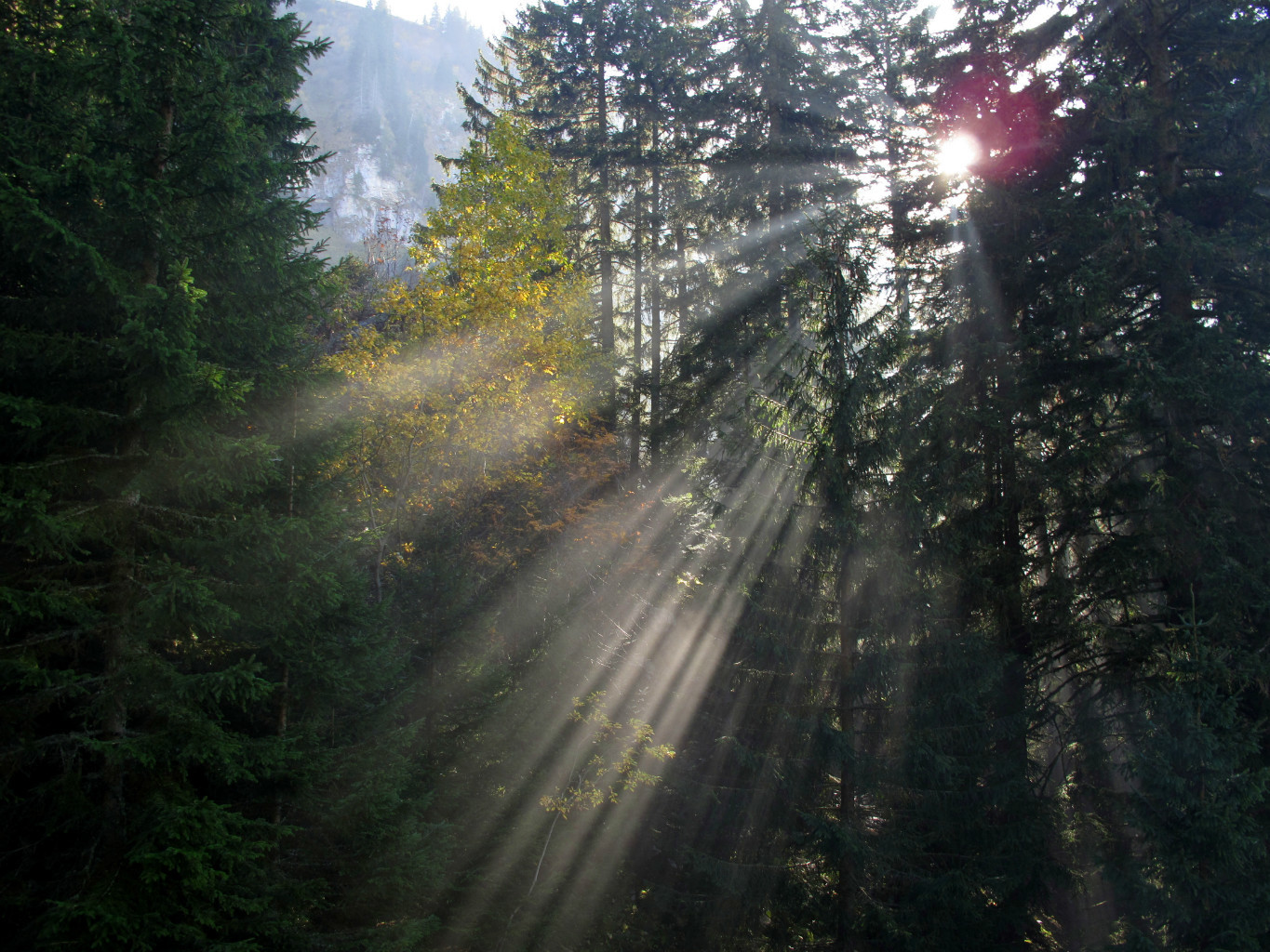 Rayons d'automne