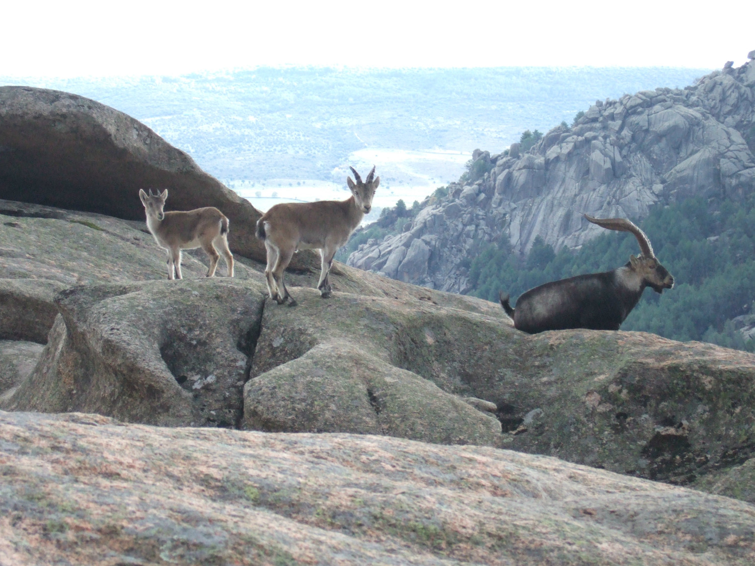 Scène paisible à la Pedriza, Sierra de Guadarrama