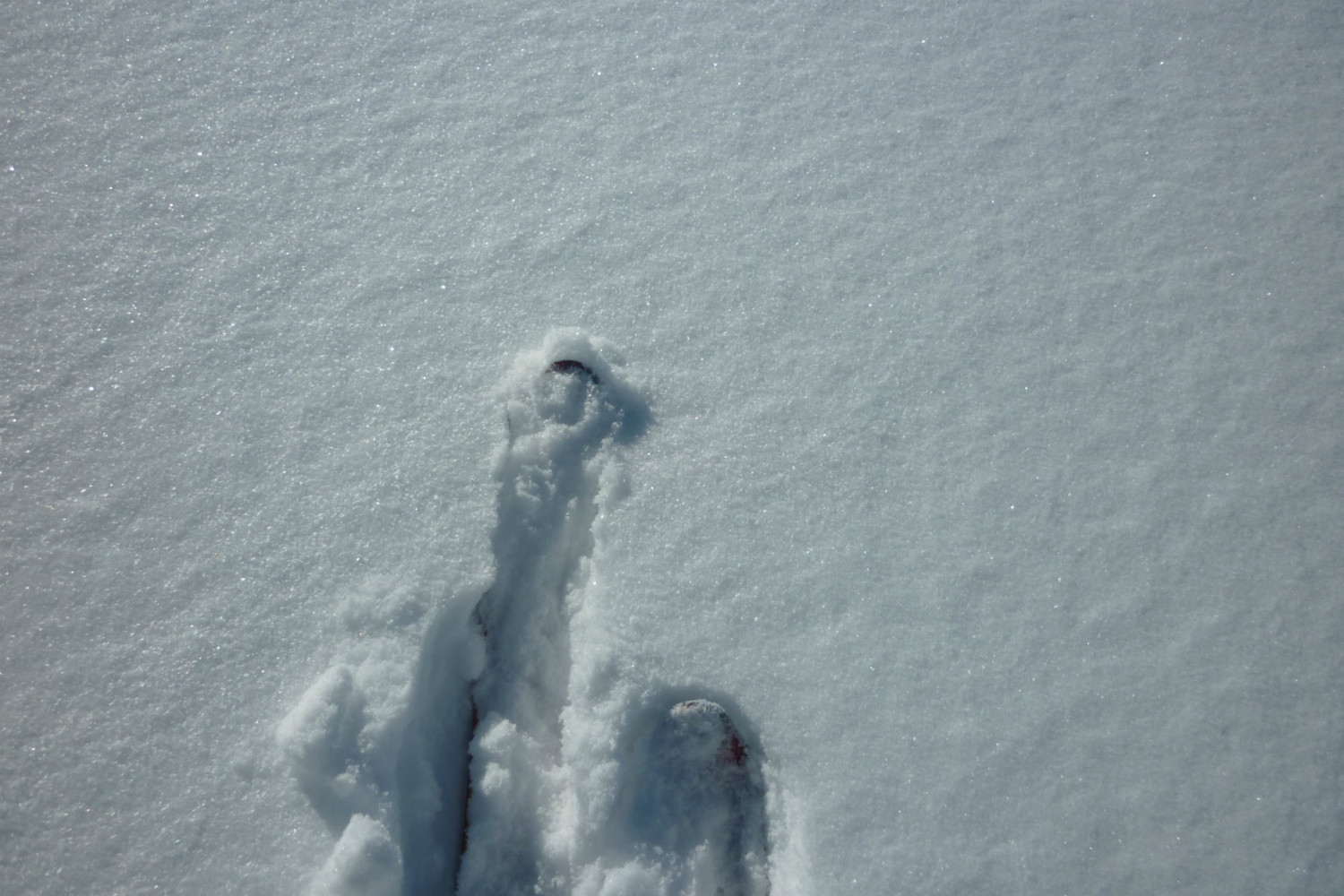 Qualité de la neige...si ça peut se voir en photo -:)