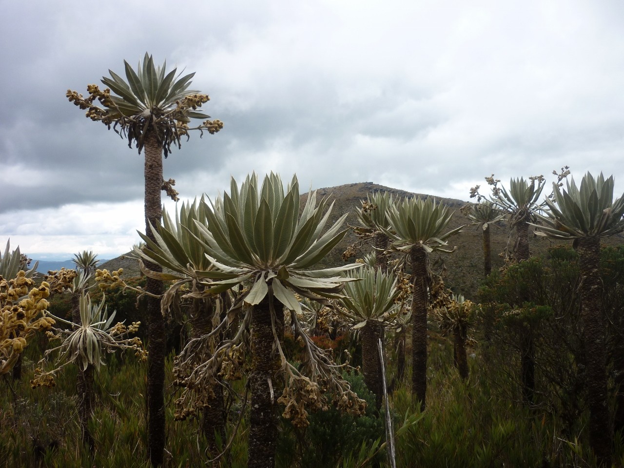 Frailejones à Siecha