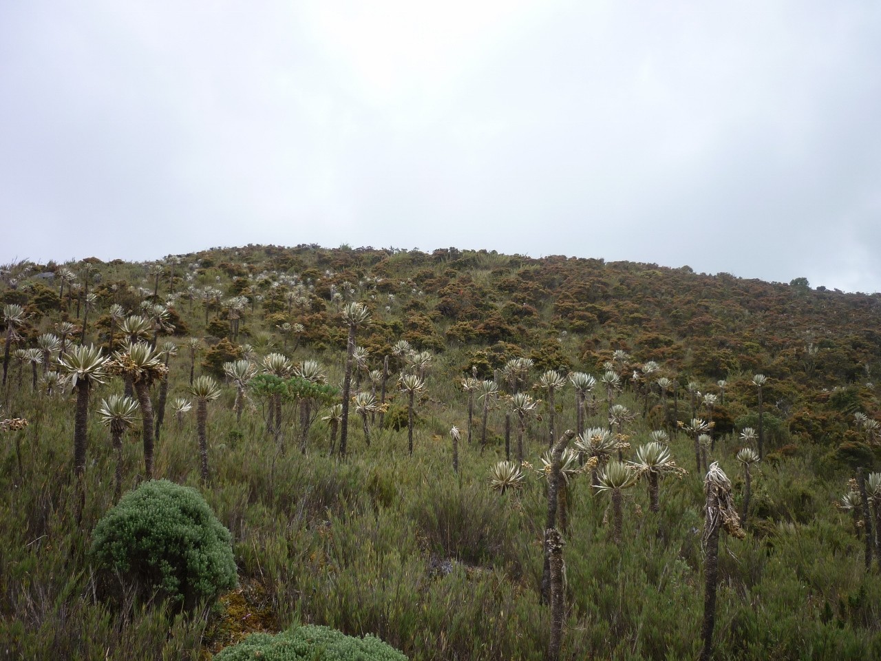 Frailejones à Siecha
