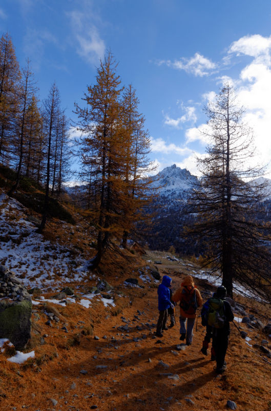 Le joli bois après les chalets de Ricou.