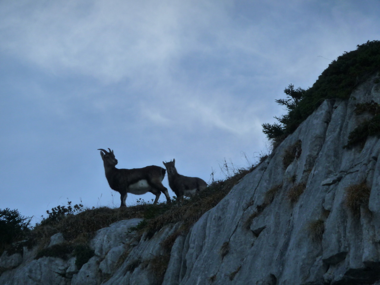 chamois, les chasseurs ne nous auront pas, na !