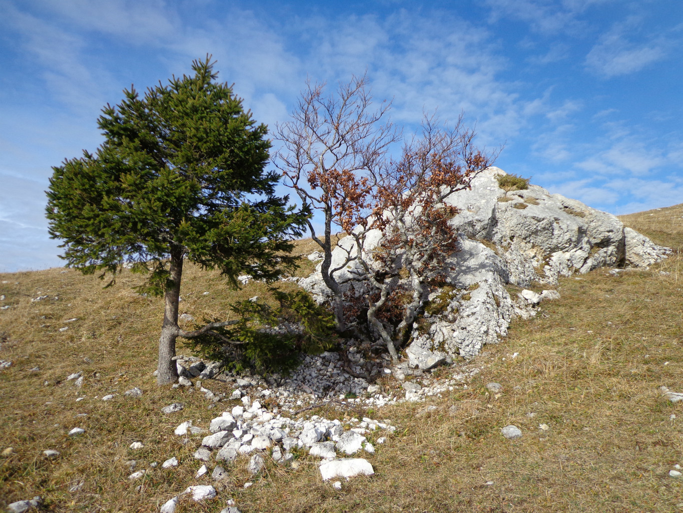 Arbres ou bonsaï