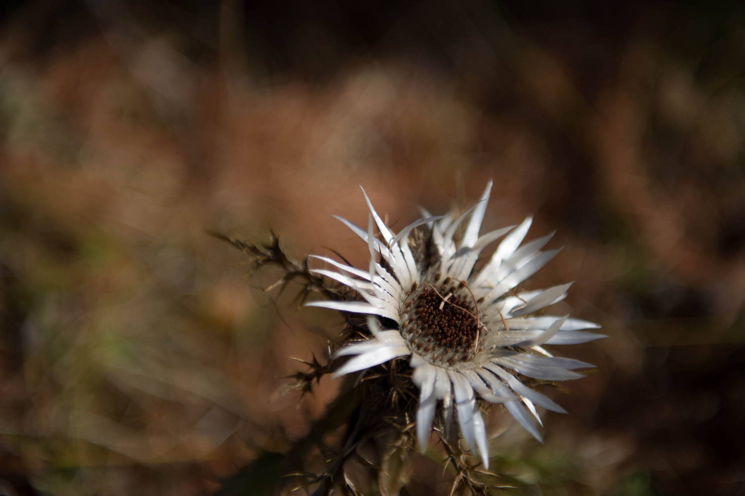 Carline à feuilles d'acanthe
