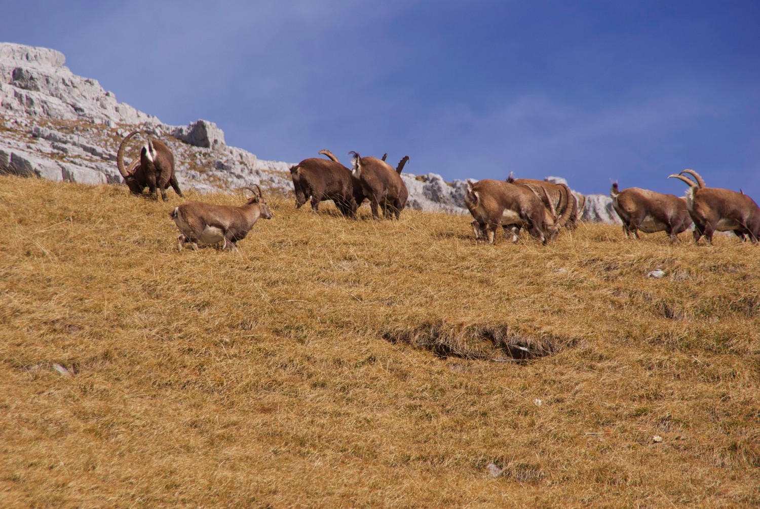 Groupe de bouquetins