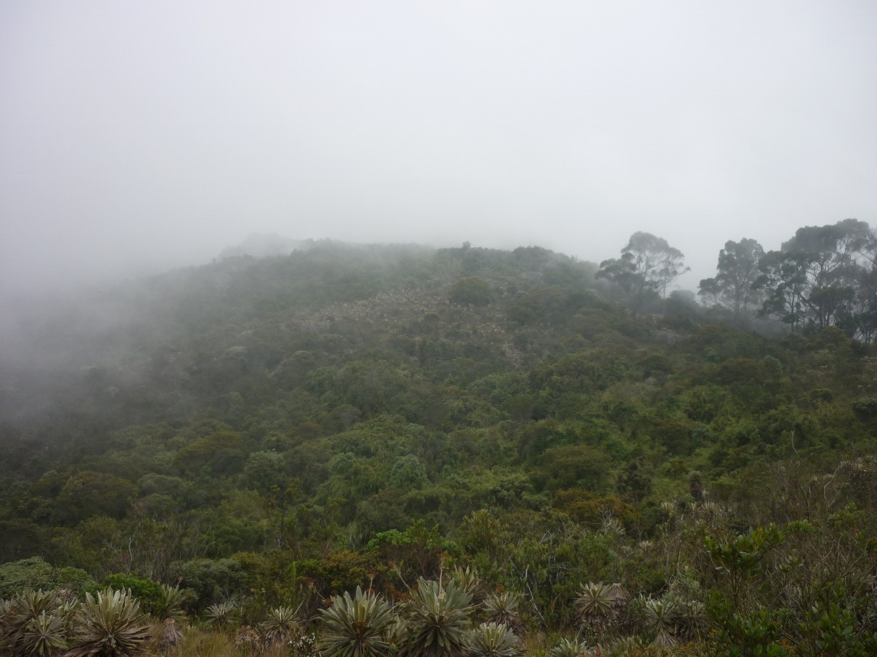 Brouillard sur le paramo