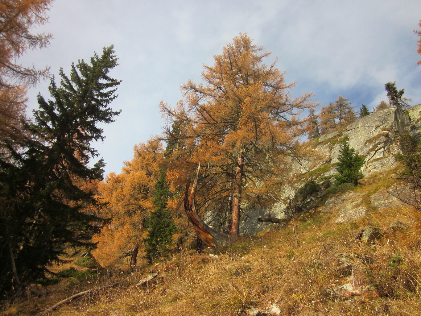 Birgischwald