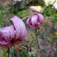 Lys Martagon à Fessourier