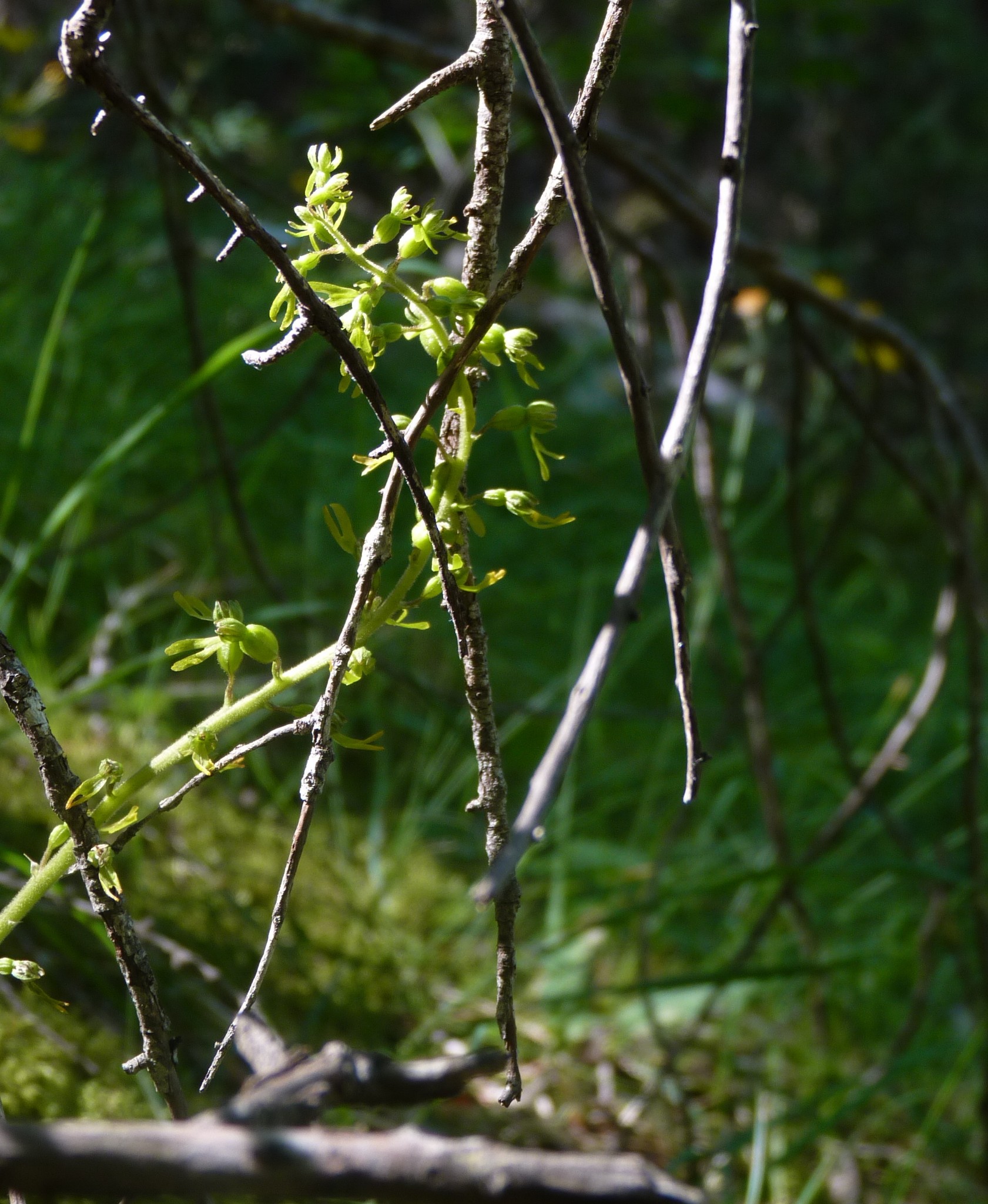 Listera ovata à Fessourier