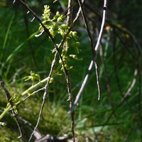 Listera ovata à Fessourier