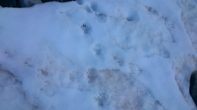 Une marmotte es passé par la