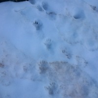 Une marmotte es passé par la