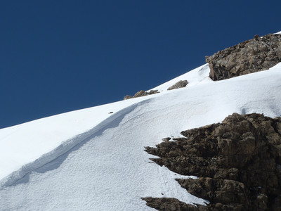 Marmotte en recherche de nourriture
