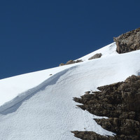 Marmotte en recherche de nourriture