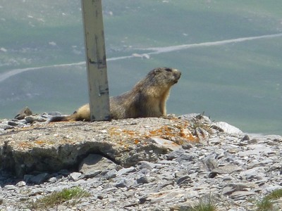 Marmotte au barage