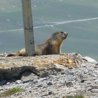 Marmotte au barage