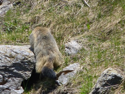 Marmotte