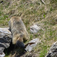 Marmotte