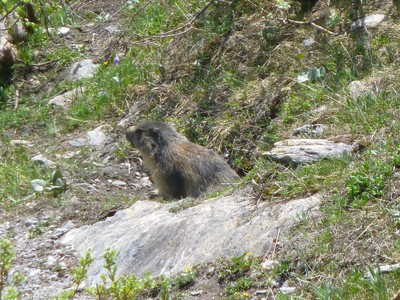 Marmotte