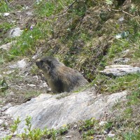 Marmotte