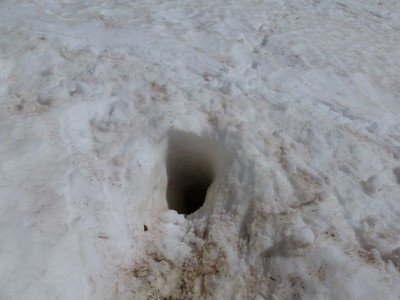 marmotte