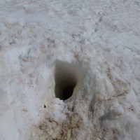 marmotte