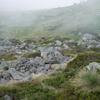 Marmotte, jolie pose pour le photographe