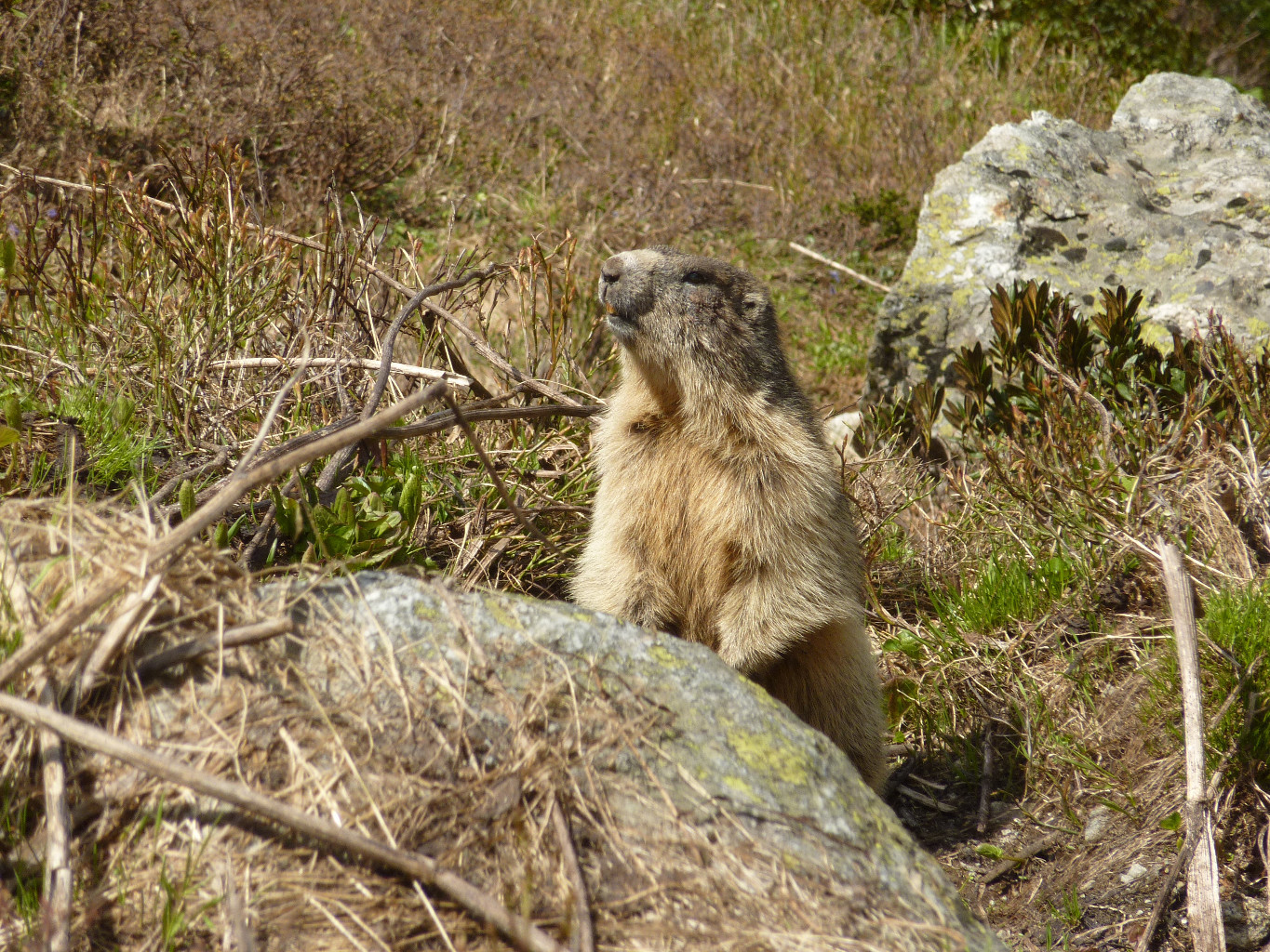 Dame Marmotte