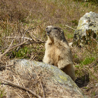 Dame Marmotte