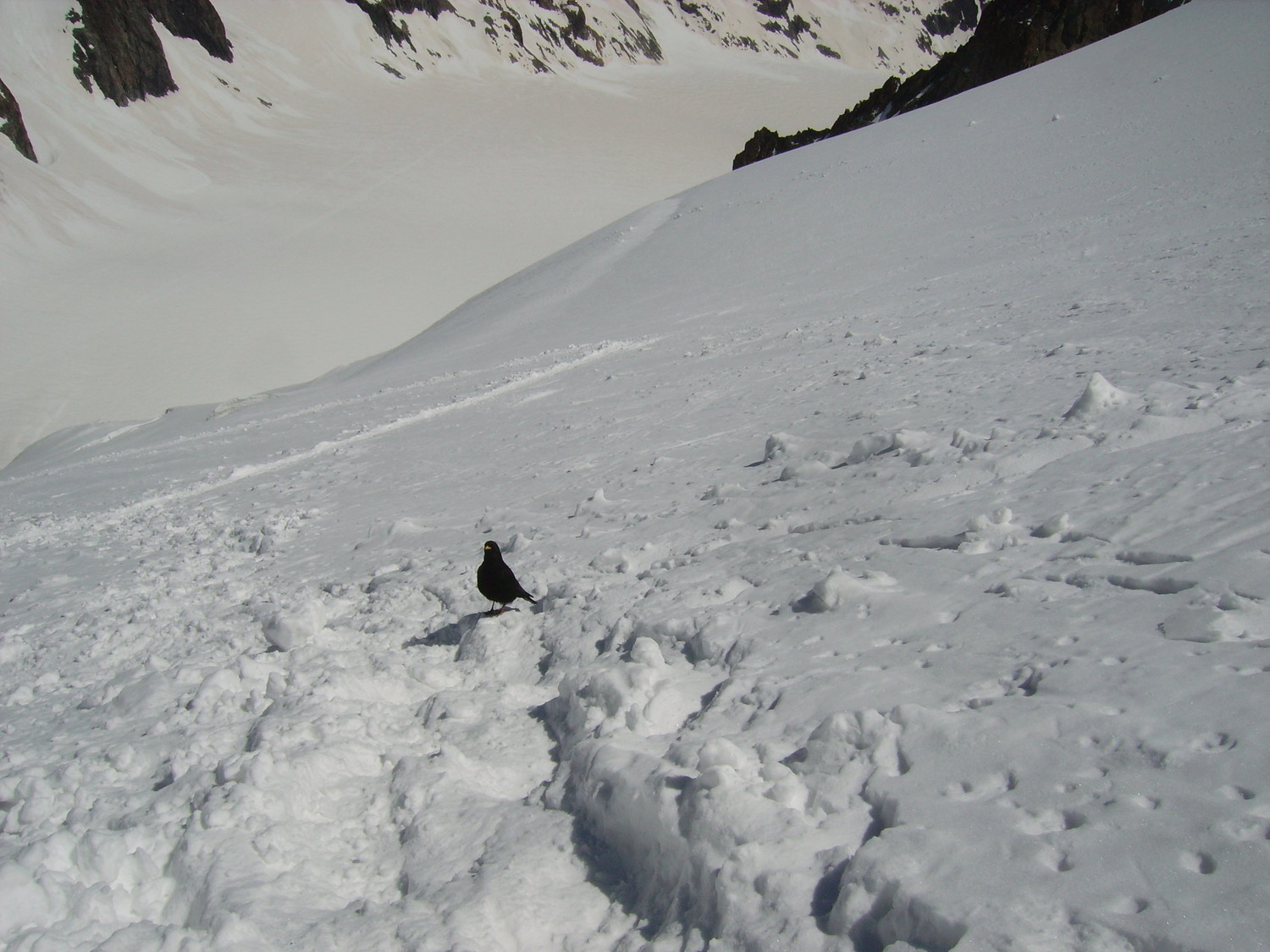 Chocard à 3800m incroyable ces oiseaux !