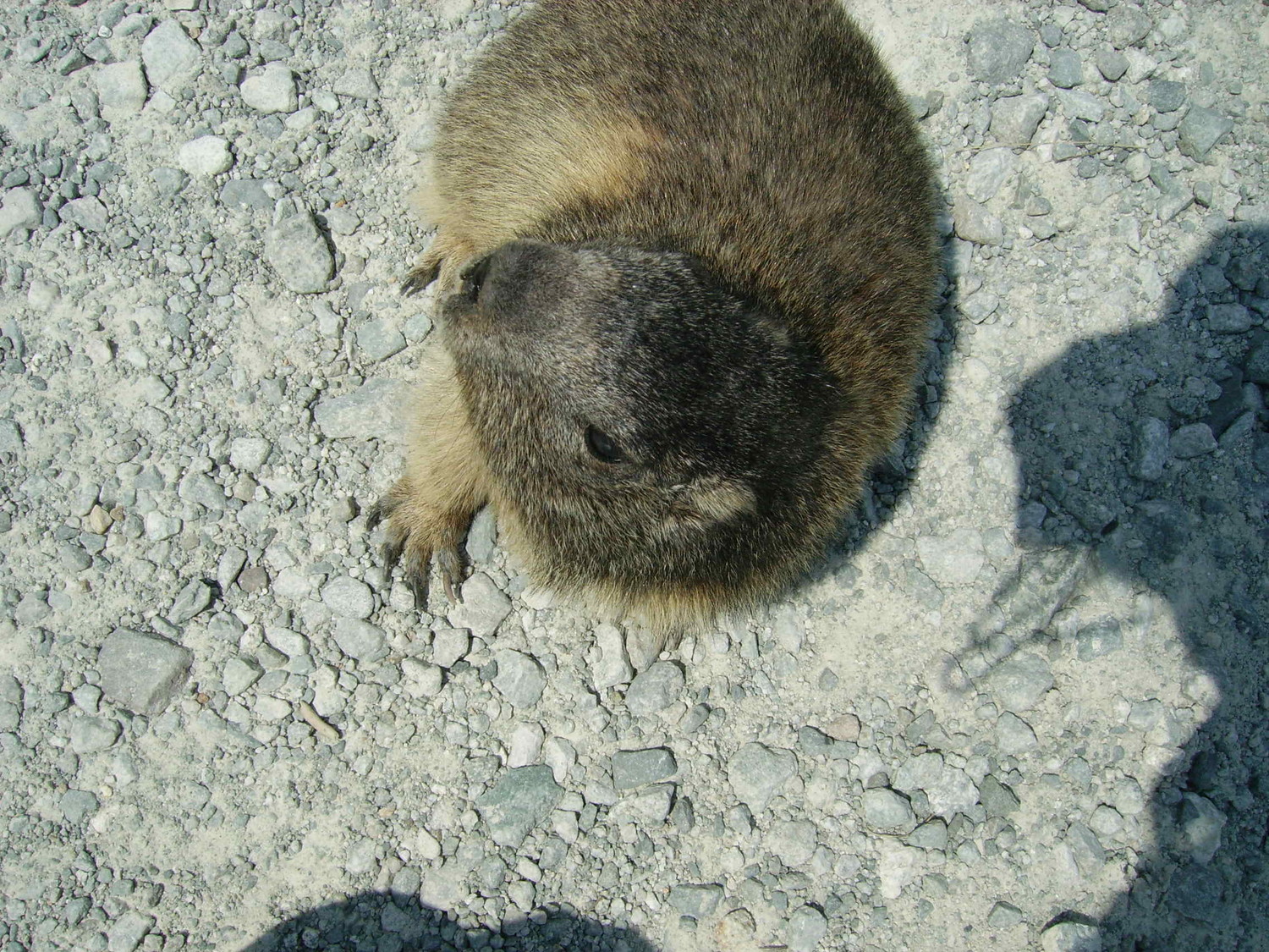 Rencontre avec une marmotte !!