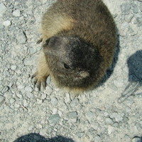 Rencontre avec une marmotte !!
