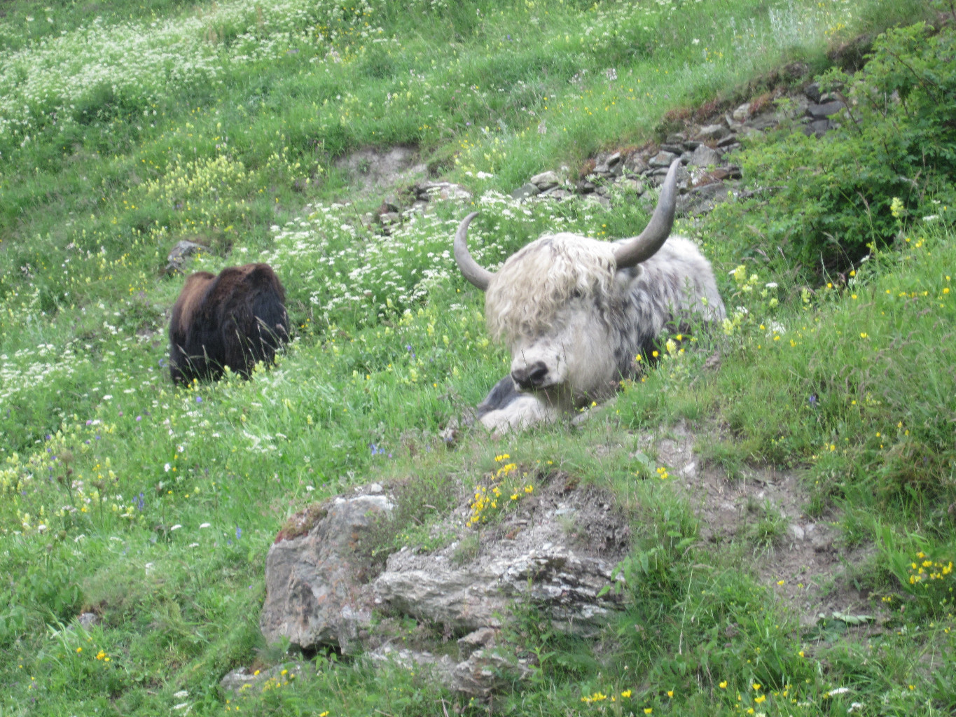 Yak de la Giette