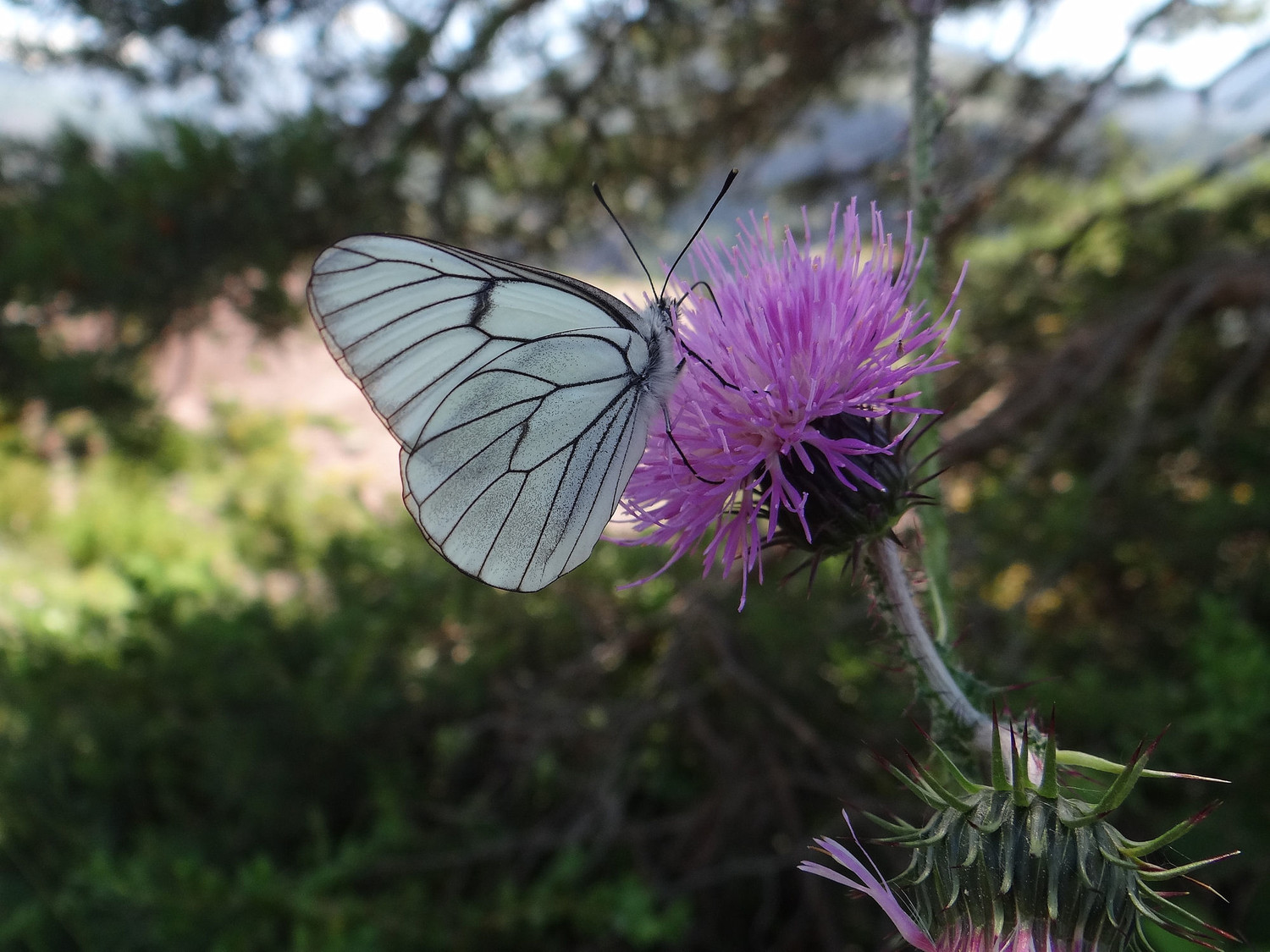 Après la chenille, le papillon (piéride ?)