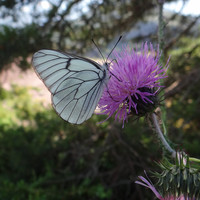Après la chenille, le papillon (piéride ?)