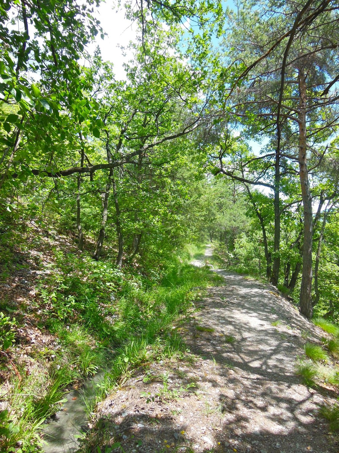 Bisse de Mengis