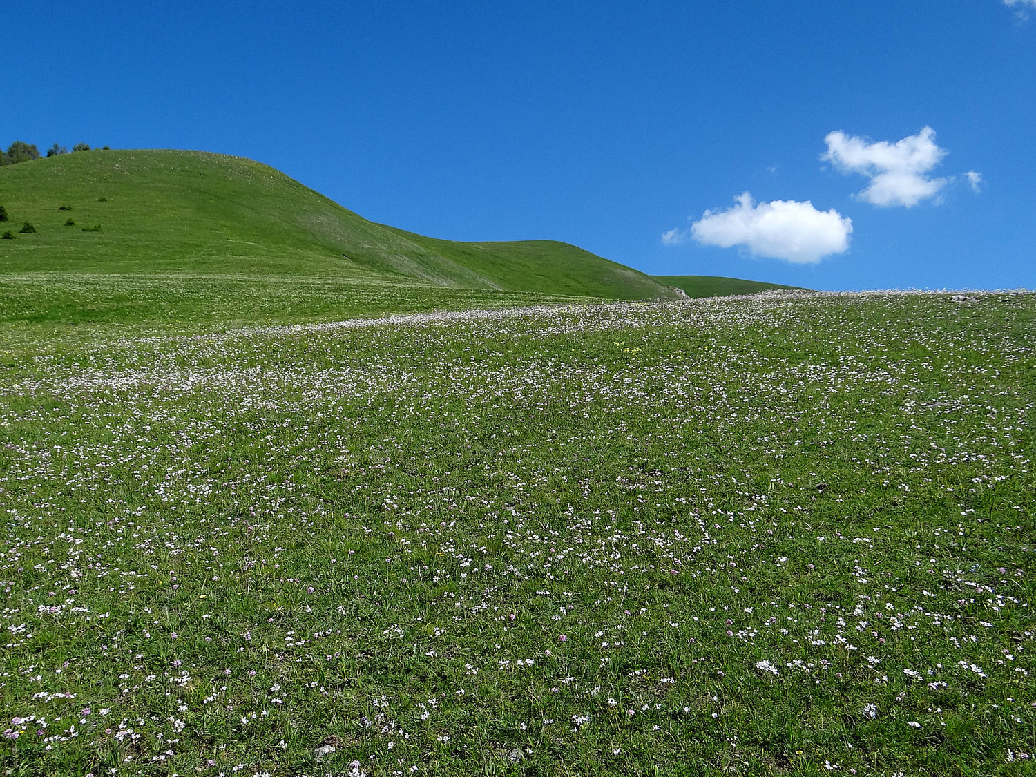 Tapis de fleurs de neige