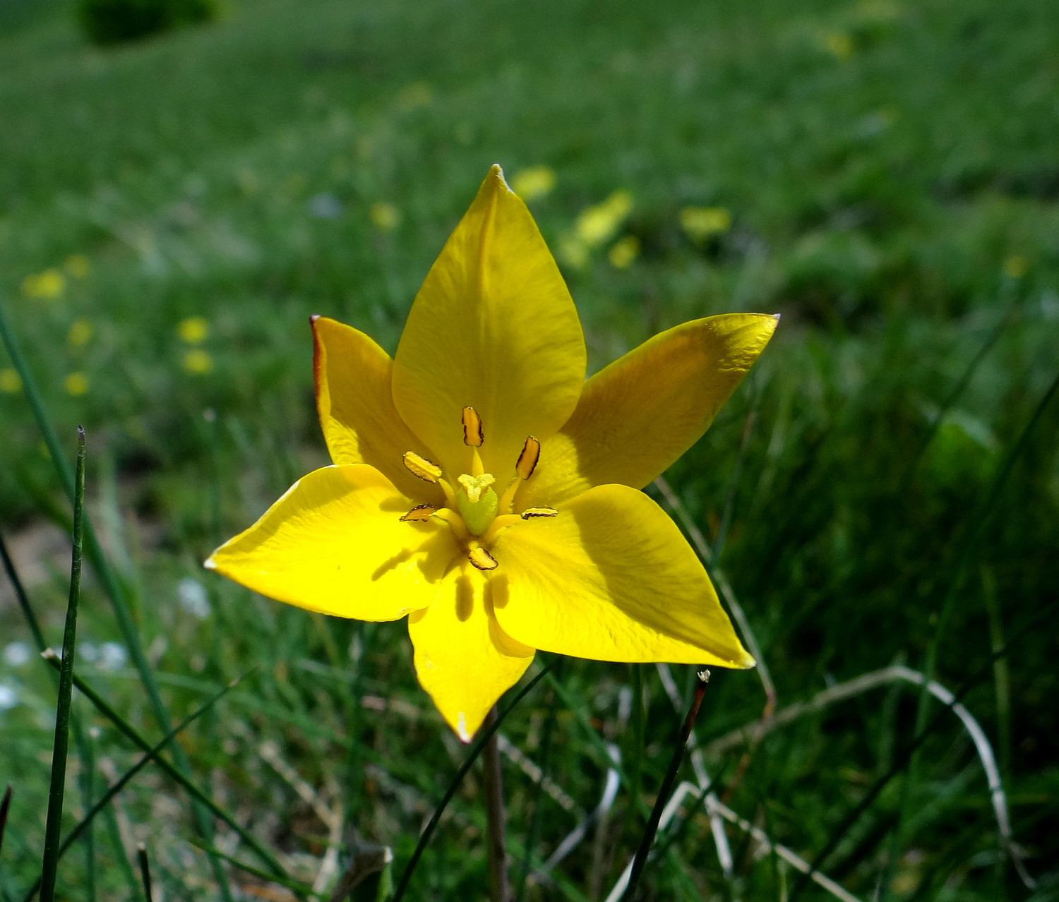 Une fleur (à l'aide...)