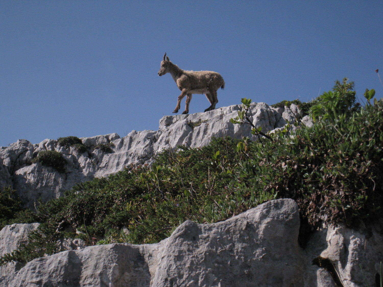 Roc des Tours- bon accueil sur la croupe S-E