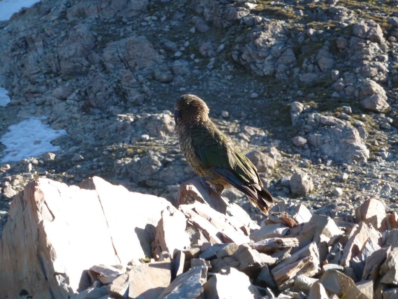 Un Kéa, magnifique Perroquet des montagnes... Ne le laissez pas s'approcher de vos affaires et ne laissez rien sans surveillance en leur présence!